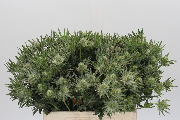 <h4>Eryngium Sirius Questar</h4>