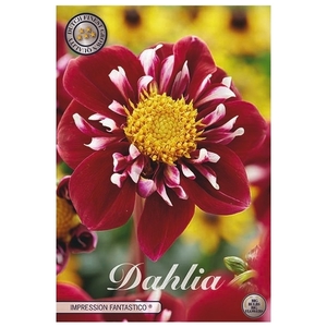 Dahlia Fantastico x1