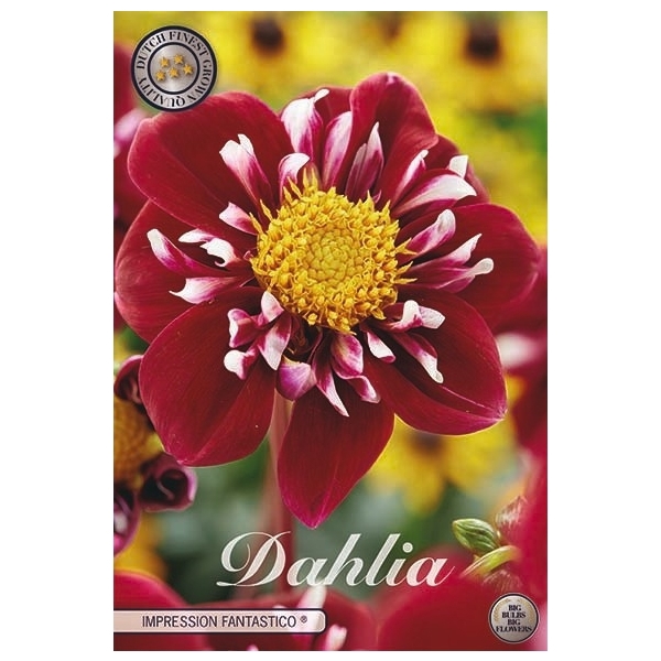 <h4>Dahlia Fantastico x1</h4>