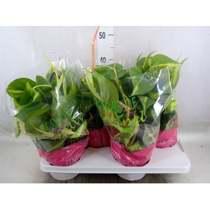 Philodendron scand. 'Brasil'