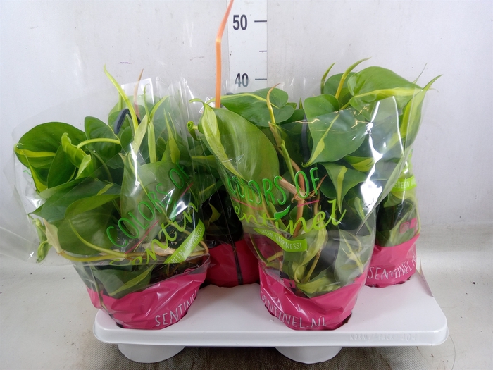 <h4>Philodendron scand. 'Brasil'</h4>