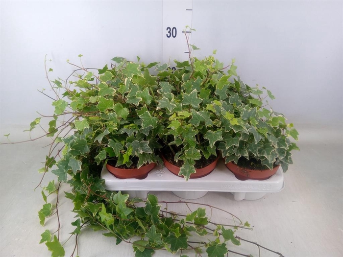 <h4>Hedera helix 'Eva'</h4>