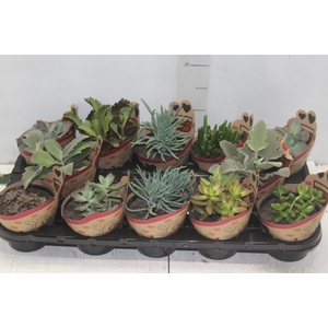 SUCULENTAS P11