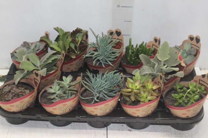 <h4>SUCULENTAS P11</h4>