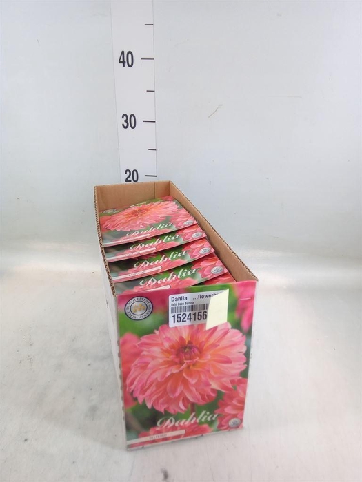<h4>Dahlia   ...flowerbulbs</h4>