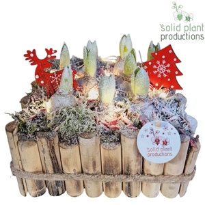 HXH008 Verona Large Hyacint +LED