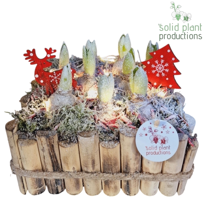 <h4>HXH008 Verona Large Hyacint +LED</h4>