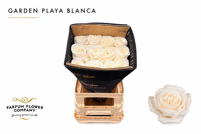 <h4>Rosa Garden Playa Blanca</h4>