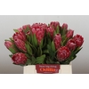 Protea Lancelot