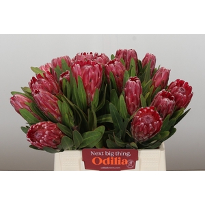 Protea Lancelot