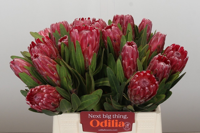 <h4>Protea Lancelot</h4>