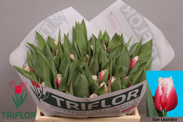 <h4>TU FR SAN LEANDRO</h4>