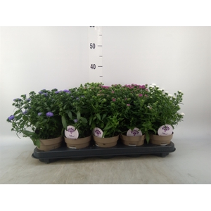 Aster  'Crown'   ...mix