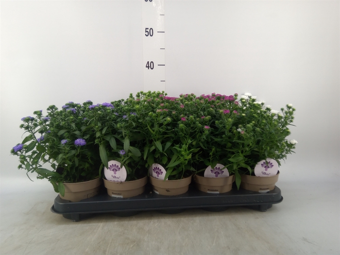 <h4>Aster  'Crown'   ...mix</h4>