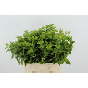 PHYSOCAR BLAD GROEN