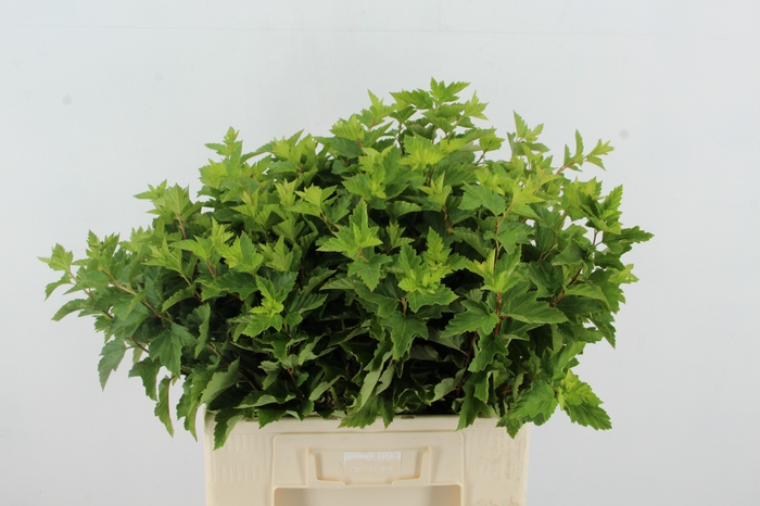 PHYSOCAR BLAD GROEN