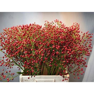 Rosa Mag Red Cascade