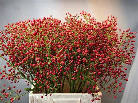 <h4>Rosa Mag Red Cascade</h4>