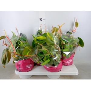 Philodendron scand. 'Brasil'