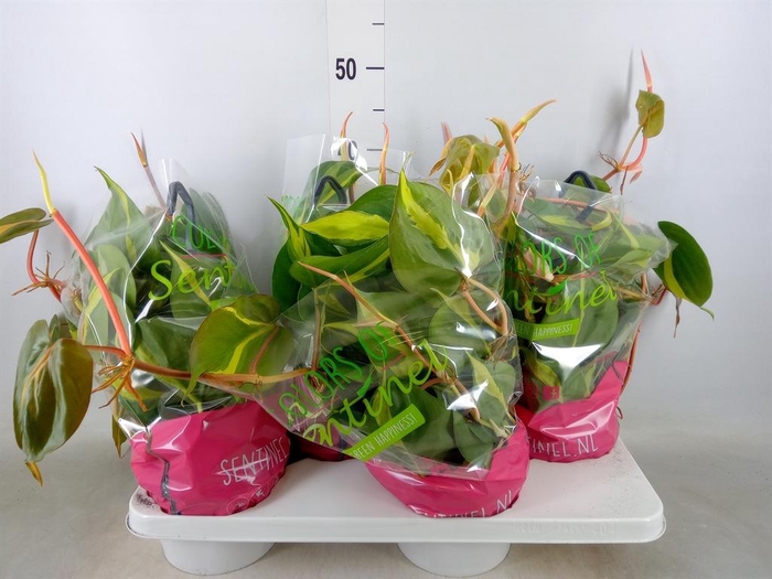 <h4>Philodendron scand. 'Brasil'</h4>