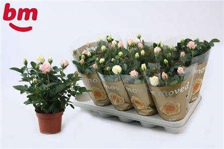 <h4>Ro B Monde Gem In Pot</h4>