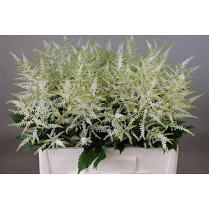 Astilbe Ja Washington