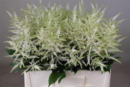 <h4>Astilbe Ja Washington</h4>