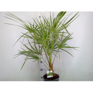 Chamaerops humilis