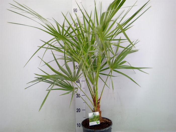 <h4>Chamaerops humilis</h4>