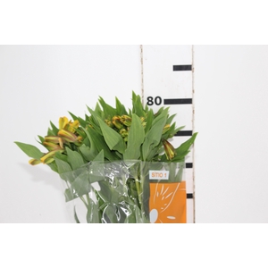 ALSTROEMERIA SENNA 080 CM