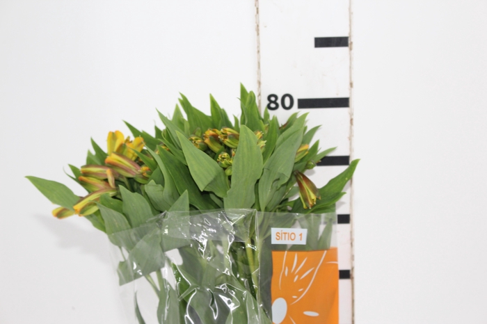 <h4>ALSTROEMERIA SENNA 080 CM</h4>