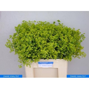 Alchem M Robustica