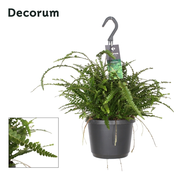 <h4>Nephrolepis cordifolia 'Duffii'</h4>