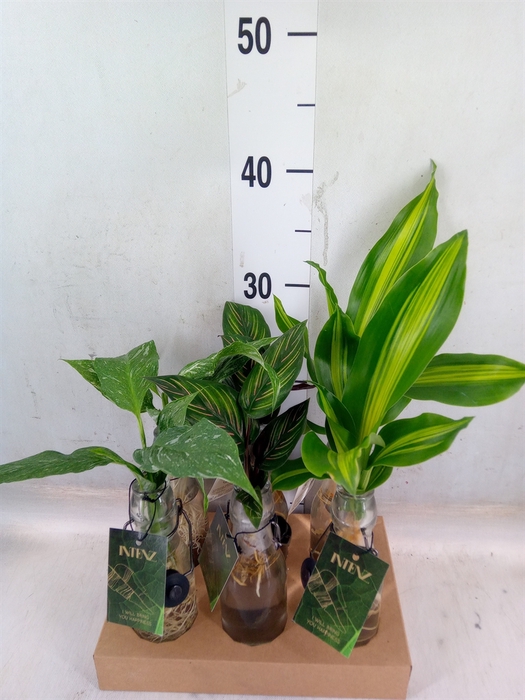 <h4>Planten  ..mix</h4>