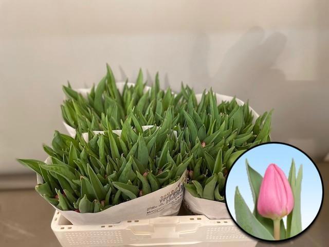 <h4>TU EN MOLTO AMATA</h4>