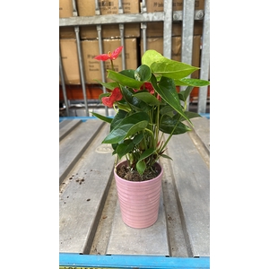 Anthu A Jambo Red CPOT