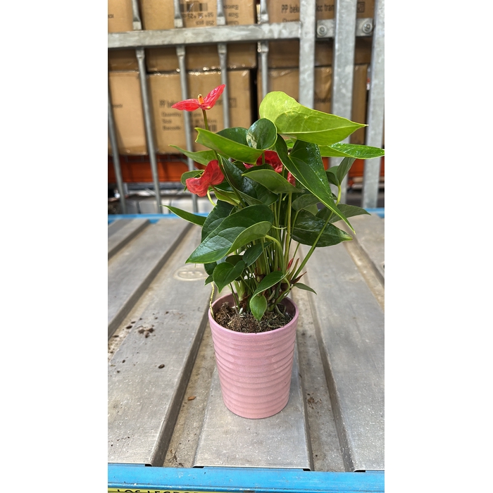 <h4>Anthu A Jambo Red CPOT</h4>