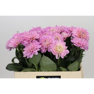 Dahlia DE 'Princess Kate'