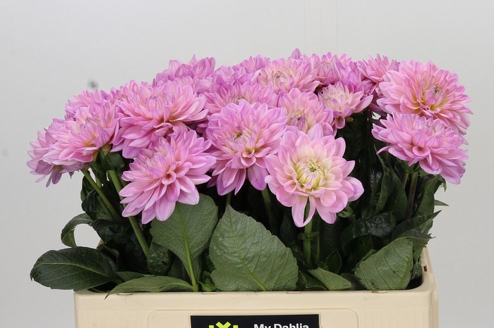 <h4>Dahlia DE 'Princess Kate'</h4>