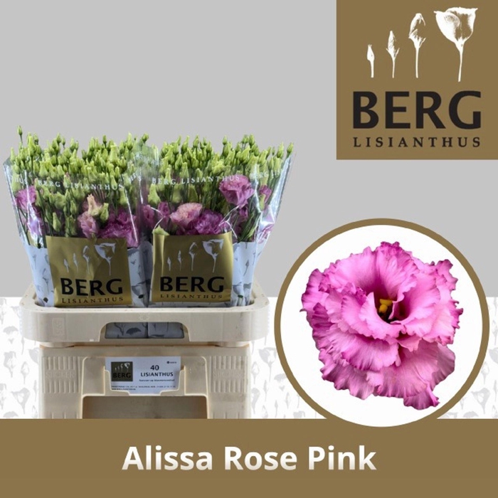 <h4>EUSTOMA RUSS. DU 'ALISSA ROSE PINK'</h4>