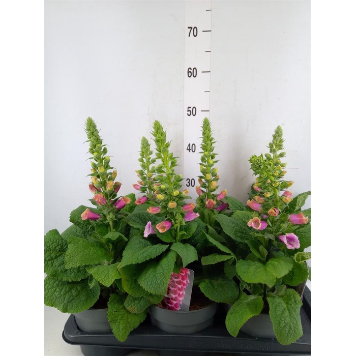 <h4>Digitalis   ...</h4>