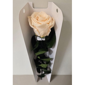 Ro Pres Stem 50cm Champagne