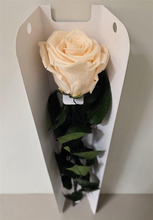 <h4>Ro Pres Stem 50cm Champagne</h4>