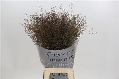 <h4>Panicum Warrior</h4>