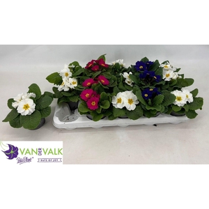 PRIM ACAULIS GEMENGD