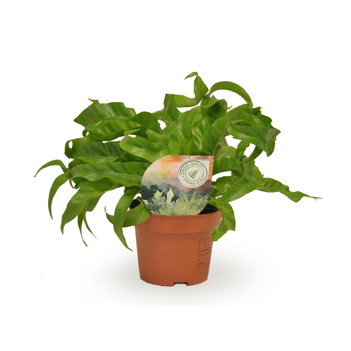 <h4>Asplenium Hurricane</h4>