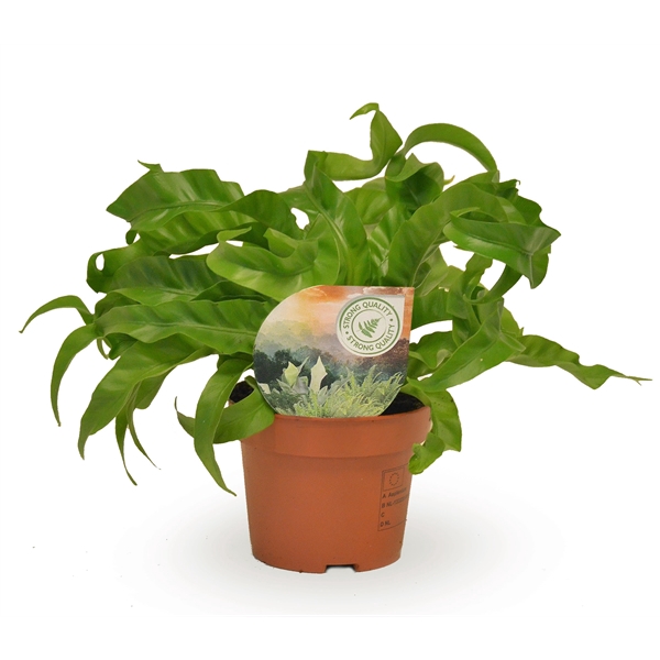 Asplenium Hurricane