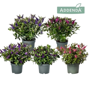 Hebe Addenda® Donna® Mix tray groen P15