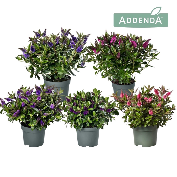 <h4>Hebe Addenda® Donna® Mix tray groen P15</h4>