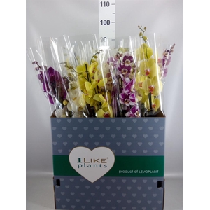 Phalaenopsis   ...mix